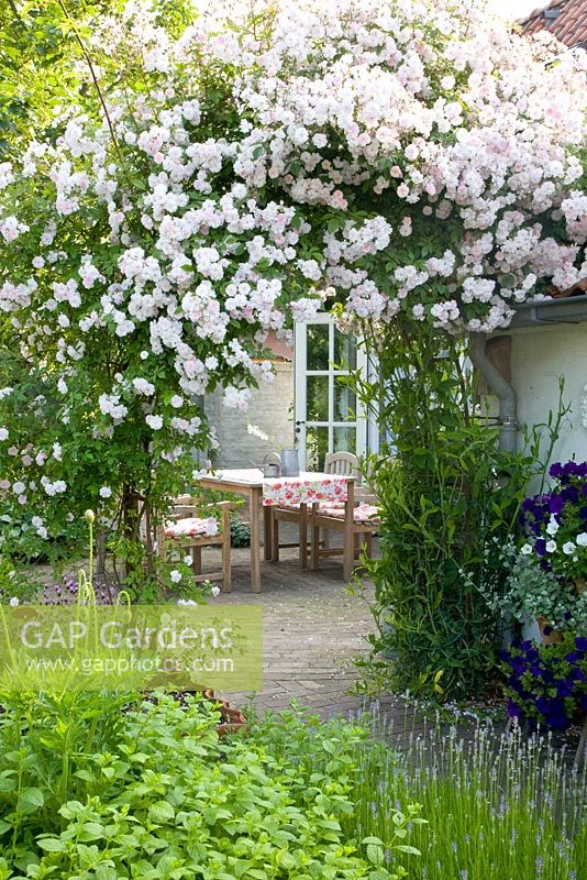 Rosa 'Paul's Himalayan Musk' forming arch.