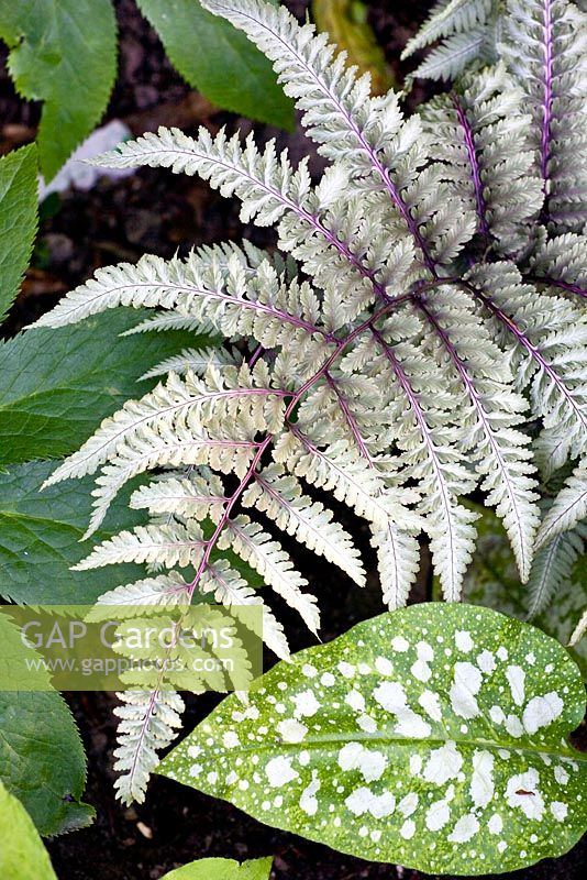 Mixed summer border with foliage plants 