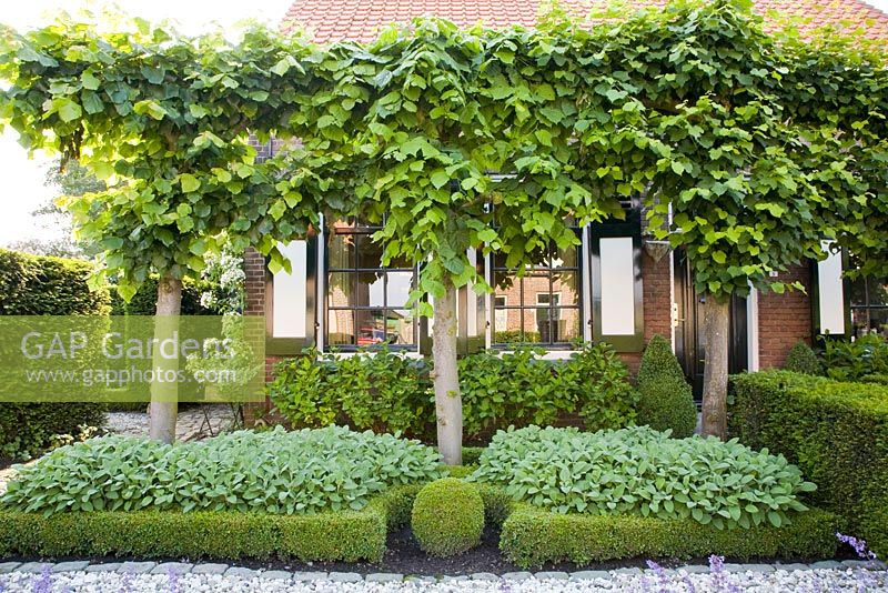 Front garden with pleached lime trees
