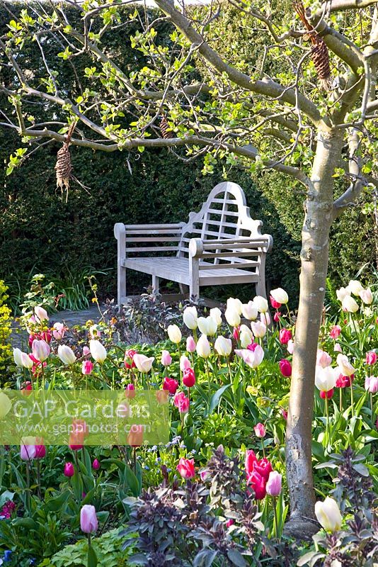 Wooden bench in Spring garden. Tulipa 'Jazz', 'Synada Amor', 'Page Polka', 'Christmas Dream' and 'Flaming Purissima'