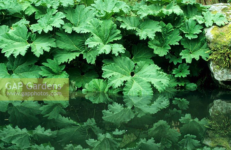 Gunnera manicata at the edge of the Strid Pond - Chatsworth Garden, Bakewll, Derbyshire, UK. Historic Garden Grade I. London and Wise and Lancelot 'Capability' Brown and Paxon all involved in the current features. 