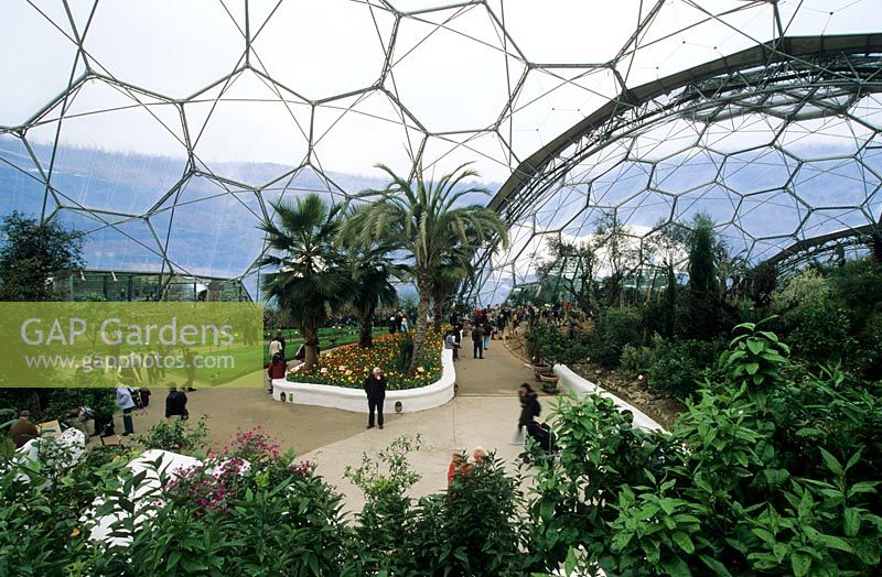 The Eden Project, St Austell, Cornwall, UK. April. Inside the Warm Temperate Biome. 
