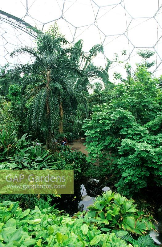 The Humid Biome - The Eden Project, St Austell, Cornwall, UK