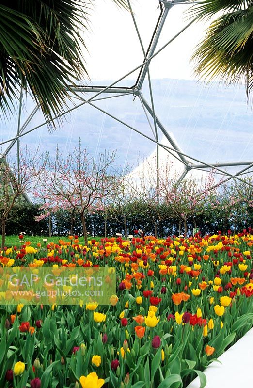 Planting of mixed tulips inside the Warm Temperate Biome with view to outside - The Eden Project, St Austell, Cornwall, UK