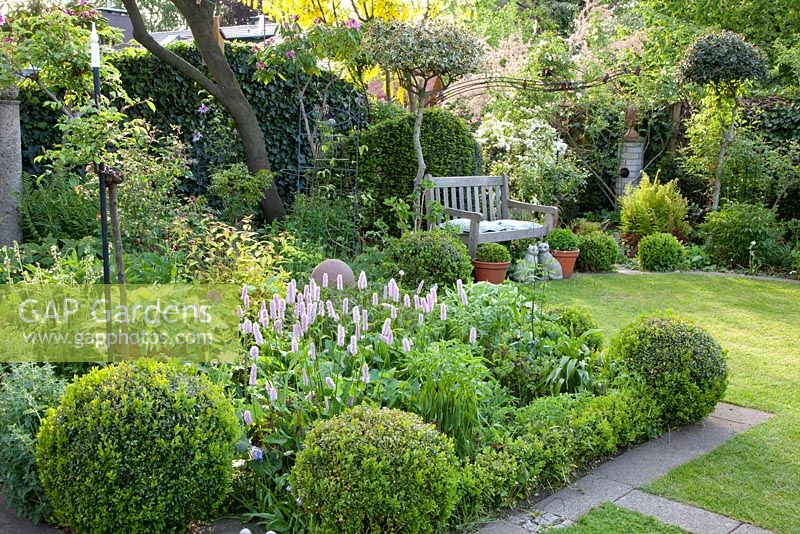 Clipped Buxus, Polygonum bistorta 'Superbum' Azalea persicaria 'Bistorta'