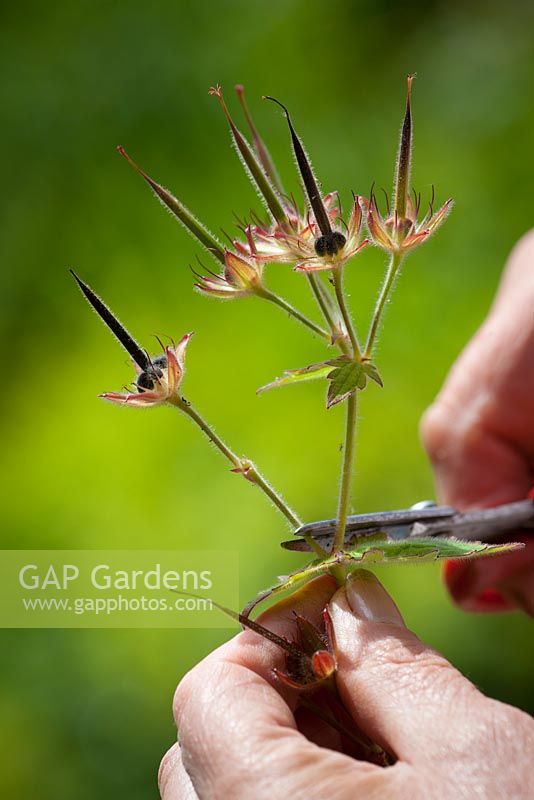 Collecting seed from Geranium Eriostemon