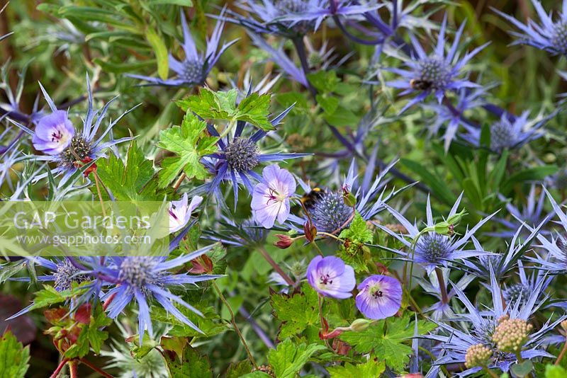 Eryngium bourgatii Blue Form with Geranium wallichianum 'Buxton's Variety' syn. 'G. 'Buxton's Blue'