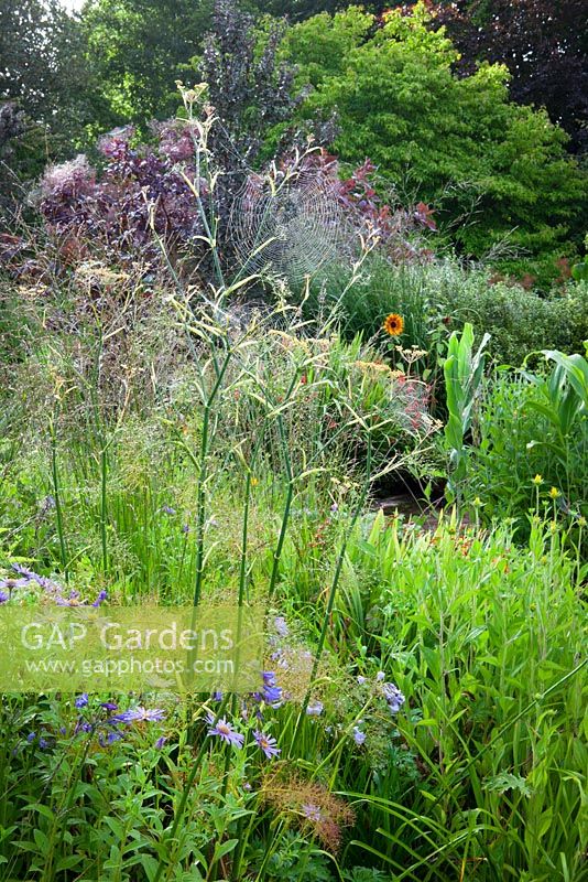 The hot border at Glebe Cottage with Crocosmia, Ricinus communis, Hedychiums, Molinia and Cotinus