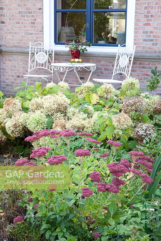 Terrace with planting of Sedum 'Herbstfreude' and Hydrangea arborescens 'Annabelle'