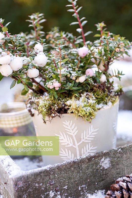 Gaulteria procumbens - Wintergreen displayed on ladder in pots with tealights