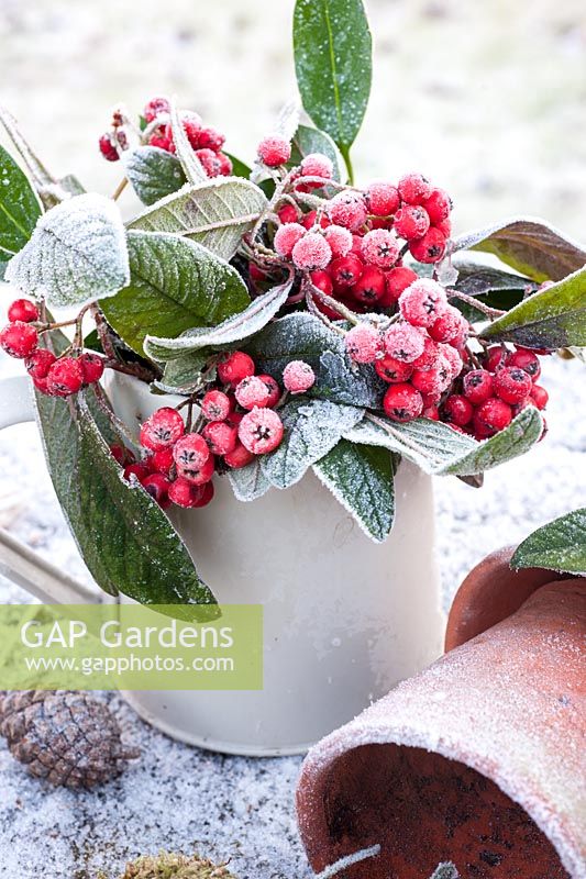 Frosty cotoneaster berries in jug