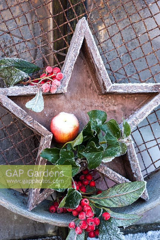 Frosty wooden star with berries, Hedera and apple displayed in garden sieve