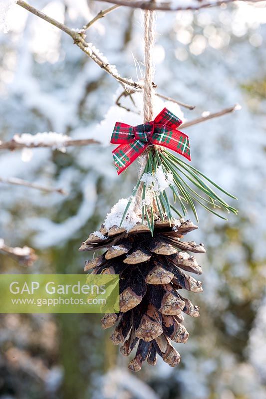 Snowy cone decorated with ribbon displayed hanging on branch