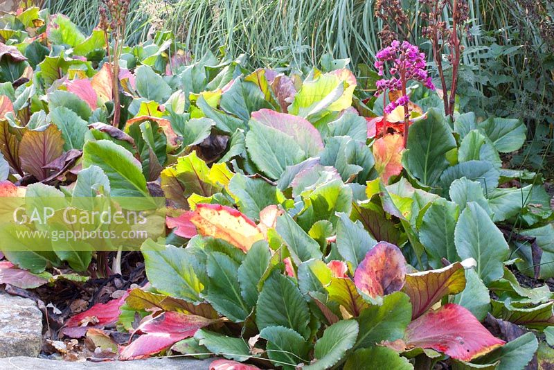 Bergenia