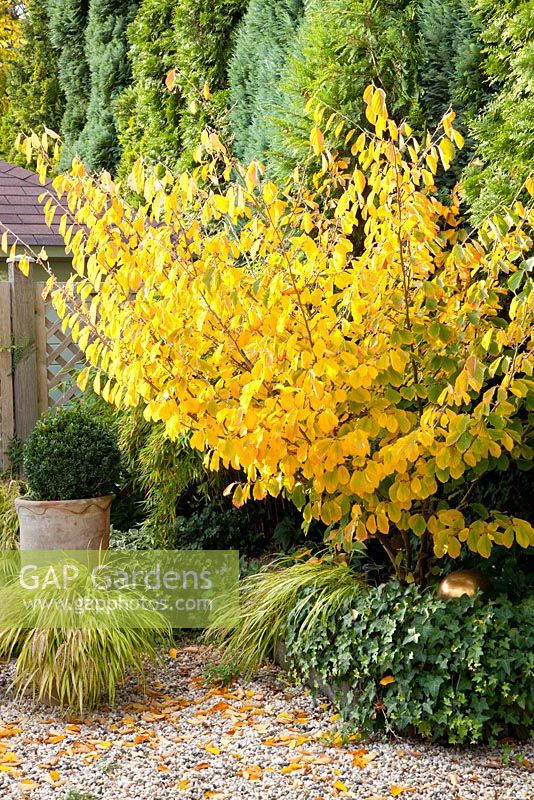 Autumnal garden with Buxus, Hakonechloa macra and Hamamelis intermedia 'Arnold Promise'
