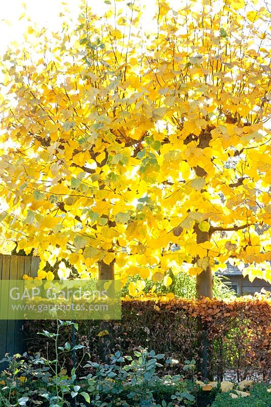 Tilia cordata