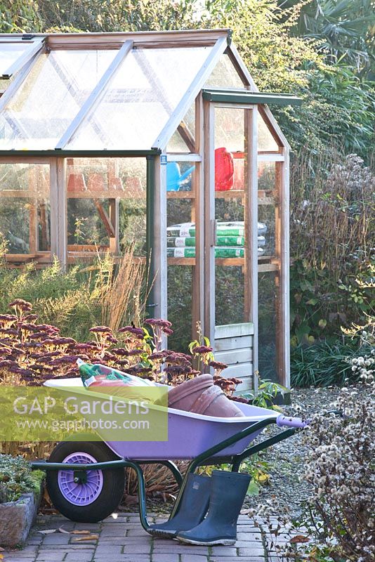 Autumnal garden with greenhouse, wheelbarrow, Sedum and Aster
