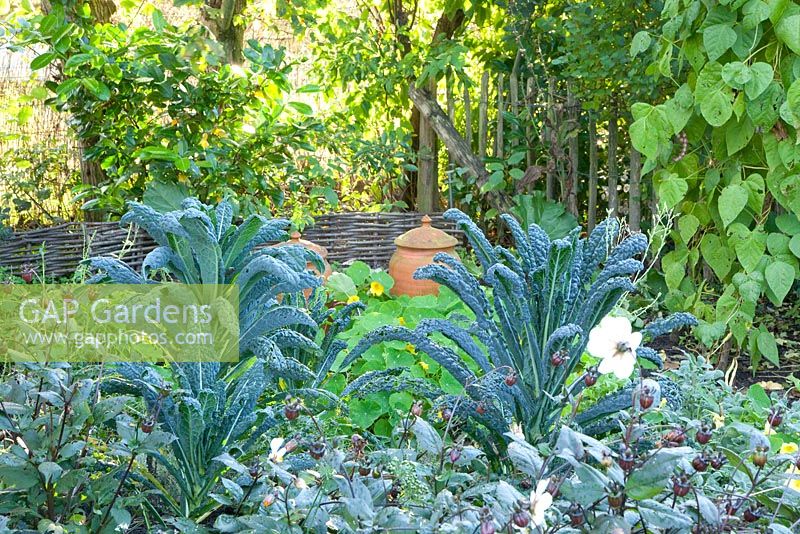 Brassica oleracea in kitchen garden