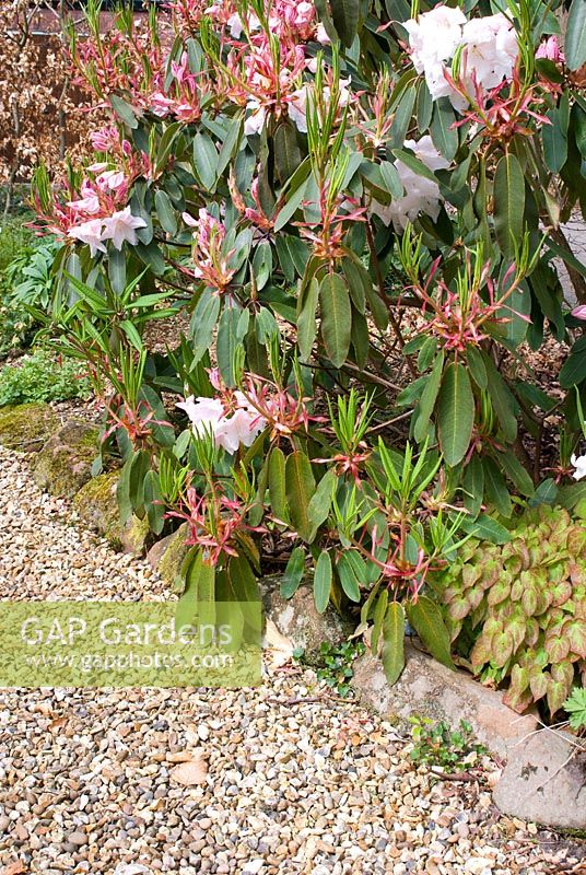 Rhododendron 'Loderi King George' and Epimedium in spring bed by gravel path