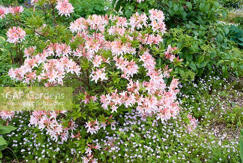 Azalea and self seeded Claytonia sibirica - Pink Purslane in spring border 