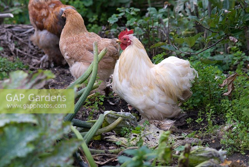 Chickens and Pekin Bantams in an organic vegetable garden in October