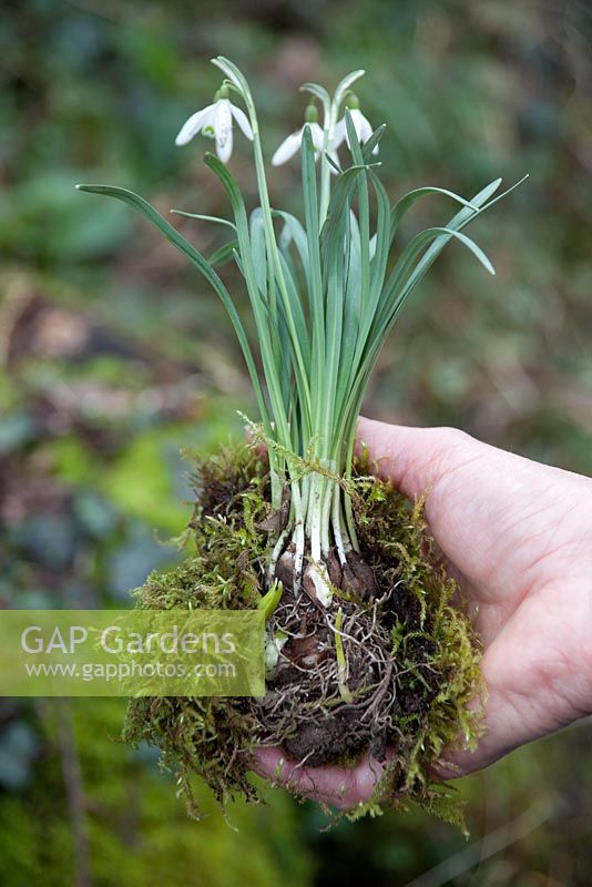 Galanthus 'In The Green'