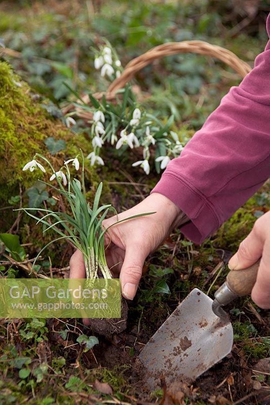 Planting Galanthus 'In The Green'