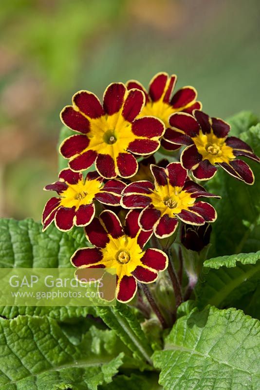 Primula elatior 'Gold Laced Dark Red'