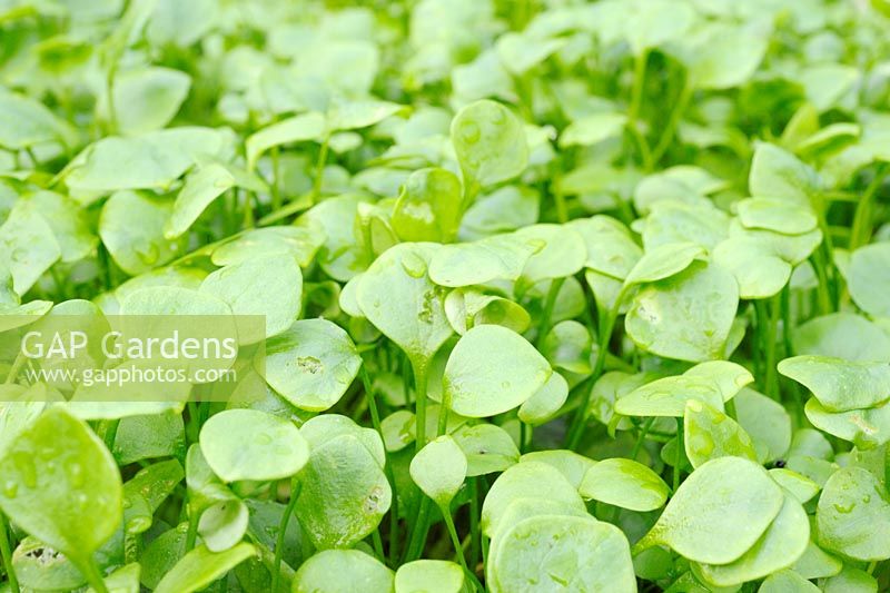 Montia perfoliata - Self seeded Winter Purslane growing under plastic in February, Wales.