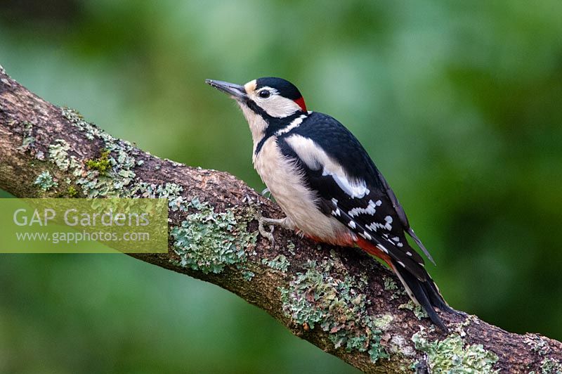 Greater spotted woodpecker - Dendrocopos major on tree branch
