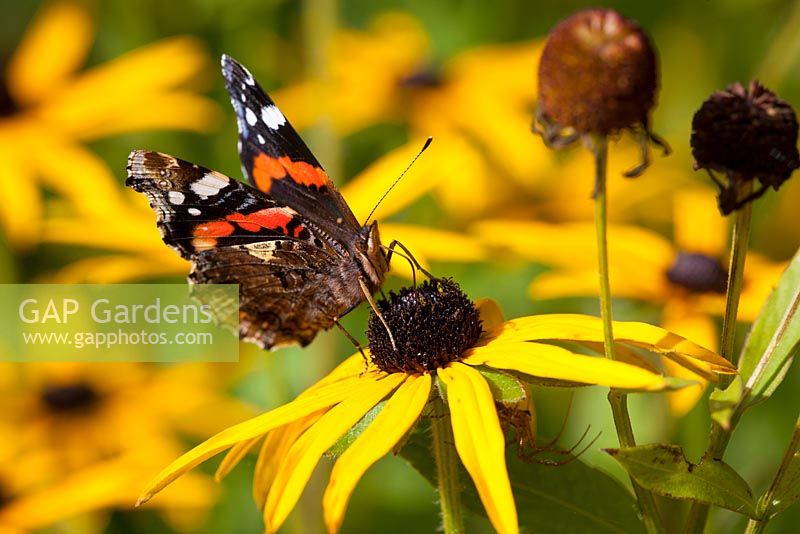 Red admiral butterfly on Rudbeckia fulgida var. deamii