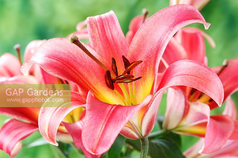 Lilium 'Satisfaction' - Oriental Hybrid Lily, July