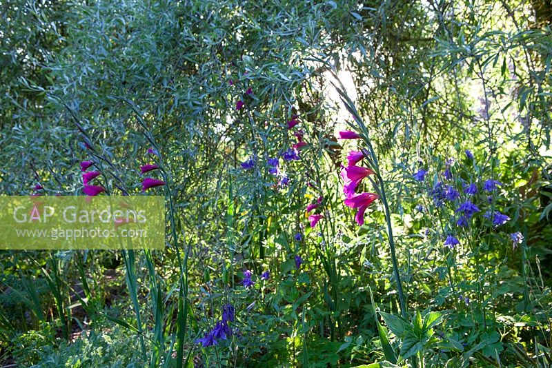 Gladiolus communis subsp. byzantinus and aquilegia in the shade of a willow at Glebe Cottage