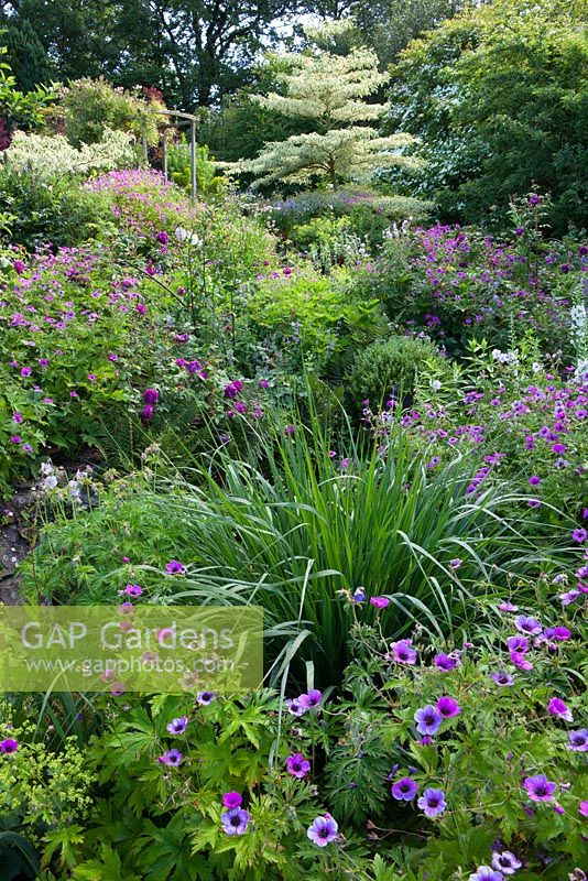 Geranium psilostemon, Cornus controversa 'Variegata', Cornus 'Norman Hadden' and Epilobium angustifolium album in the borders at Glebe Cottage.