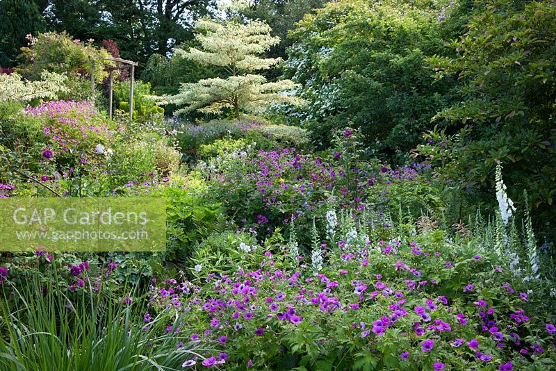 Geranium psilostemon, Cornus controversa 'Variegata', Cornus 'Norman Hadden' and Epilobium angustifolium album in the borders at Glebe Cottage.