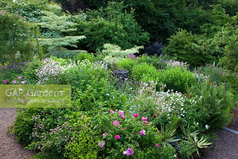 Alice's garden at Geleb Cottage with Rosa mundi - Rosa gallica 'Versicolor' in the foreground