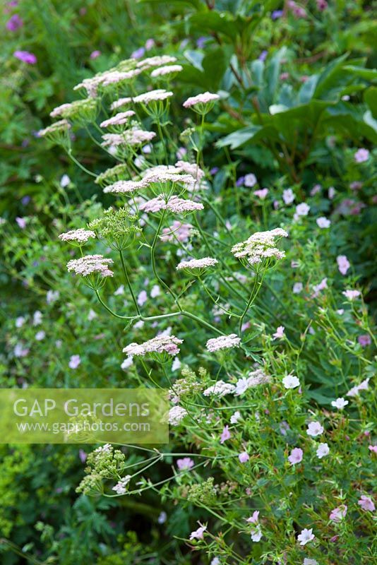 Pimpinella major 'Rosea' with Geranium at Glebe Cottage