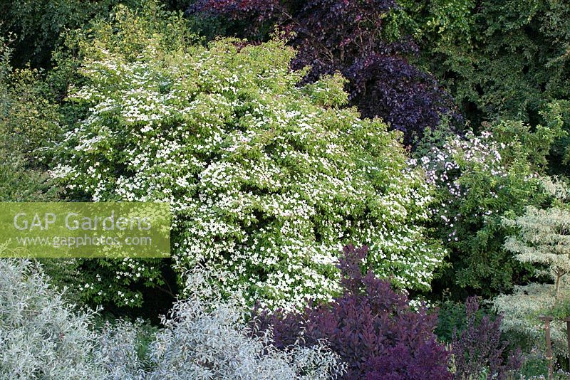 Trees at Glebe Cottage - Cornus 'Norman Hadden', Cornus controversa 'Variegata', Eleagnus 'Quicksilver', Cotinus, Crab apple and Rosa 'Paul's Himalayan Musk'