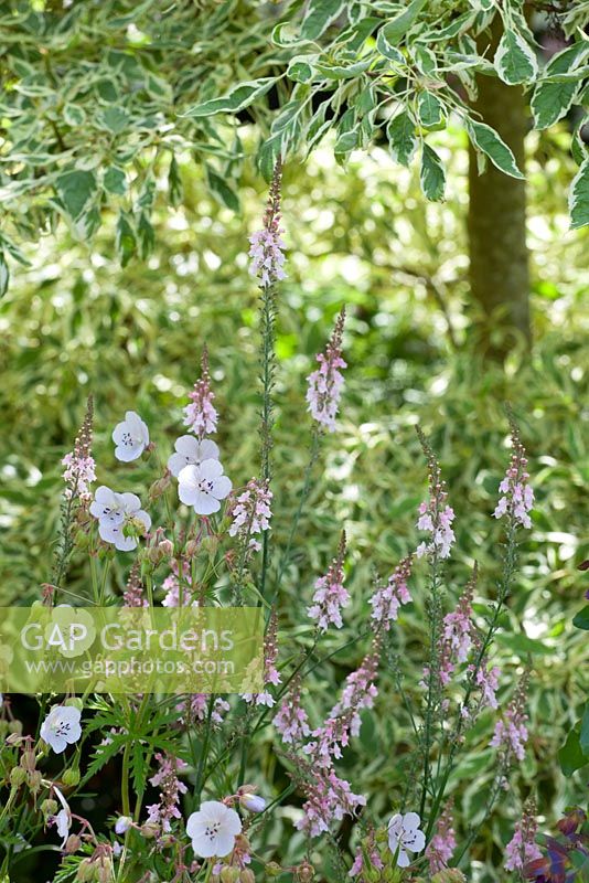 Geranium pratense with Linaria purpurea 'Canon Went' - Toadflax