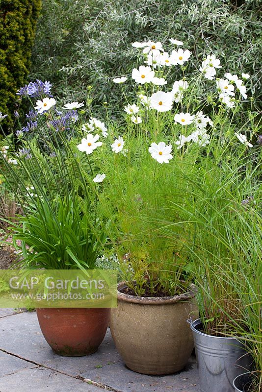 Cosmos bipinnatus 'Purity' in terracotta pots at Glebe Cottage