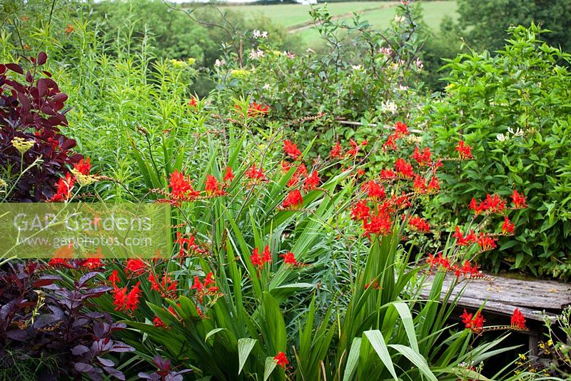 Crocosmia 'Lucifer' near bench at Glebe Cottage with honeysuckle in the background