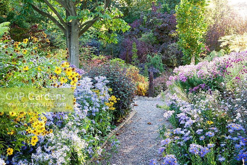 Dramatic border of Asters, Rudbeckia and shrubs including Aster frikartii Monch and Aster novae angliae 'Anabelle de Chazal' - The Picton Garden, Colwall