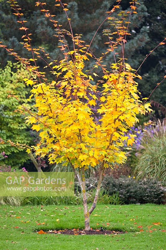 Acer cappadocicum 'Aureum' - Caucasian Maple