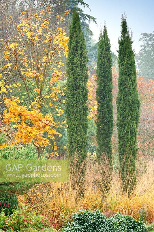 Cupressus sempervirens 'Totem Pole' with Acer x hilleri 'Summer Gold' in Autumn mixed border at Foggy Bottom, The Bressingham Gardens, Norfolk, UK.