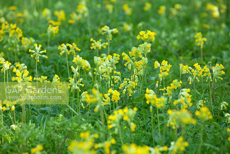 Naturalised Primula veris - Cowslips at Wretham Lodge, Norfolk