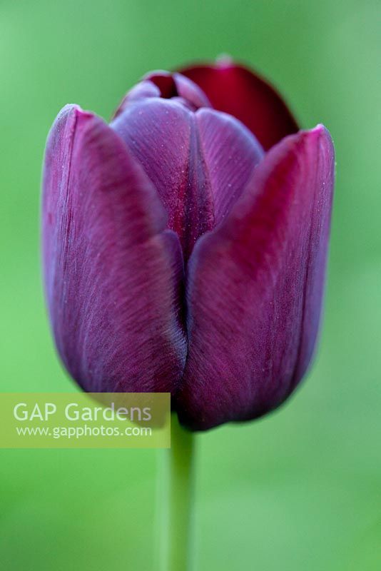 Tulipa 'Queen of Night' - Wretham Lodge, Norfolk