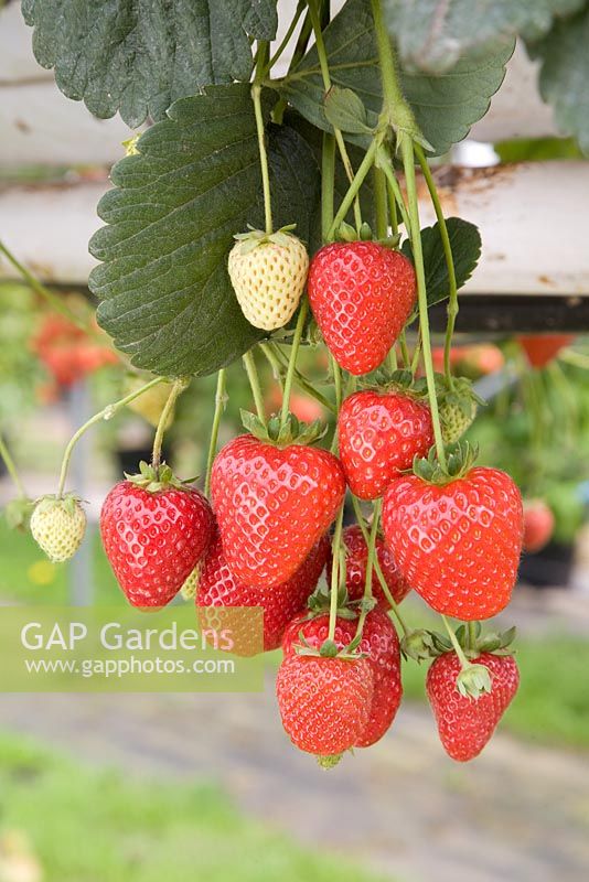 Fragaria x ananassa 'Buddy' - Strawberry