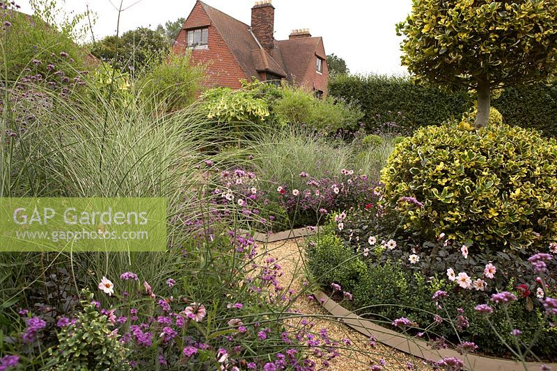 Box edged beds with Miscanthus sinensis, Verbena bonariensis, Verbena rigida, Dahlias and Ilex 'Golden King' topiary. Datura in background - East Ruston Old Vicarage  