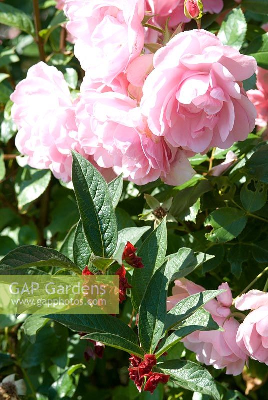 Rosa 'Heritage' a New English shrub rose from 1984, syn 'Ausblush' - Lemon scented with Lonicera involucrata var. ledebourii