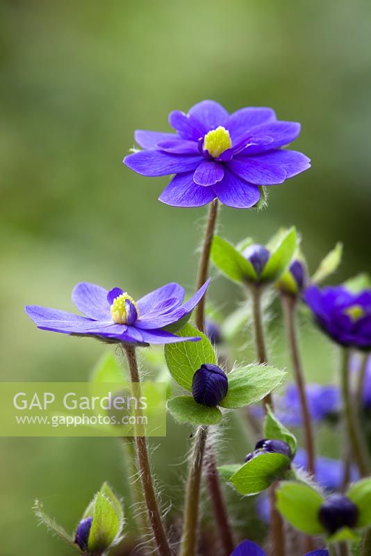 Hepatica 'Millstream Merlin'